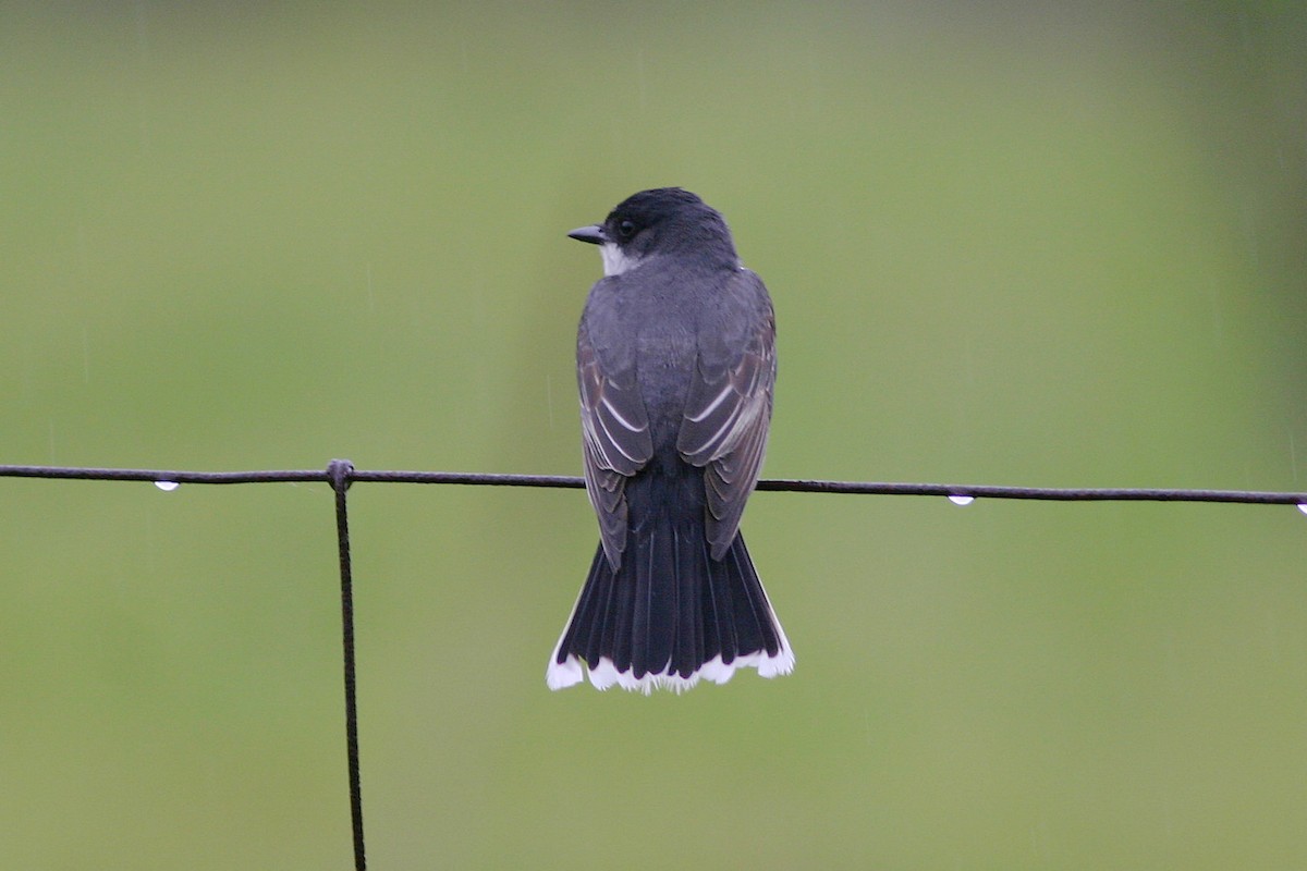 טירן מזרחי - ML645264523