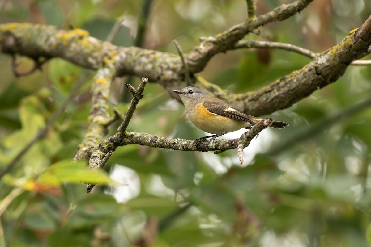 American Redstart - ML645264531