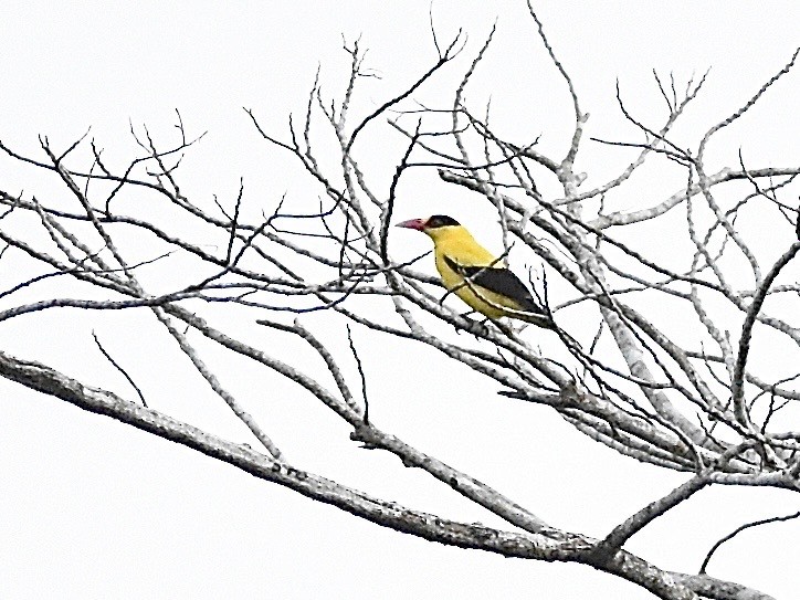 Black-naped Oriole (Philippine) - ML645264533