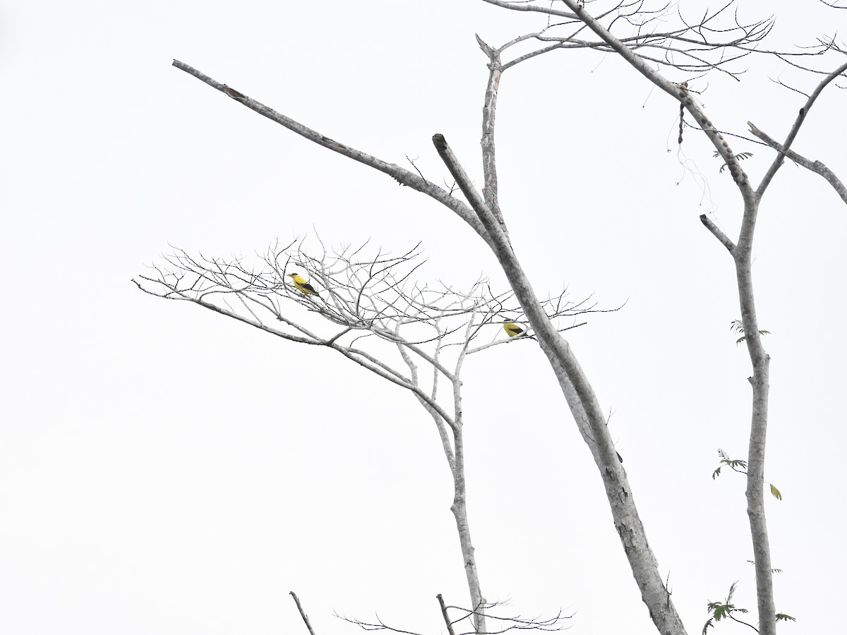 Black-naped Oriole (Philippine) - ML645264534