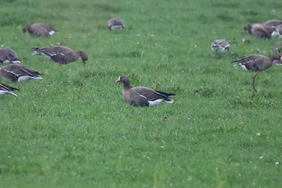 אווז קטן - ML645264535