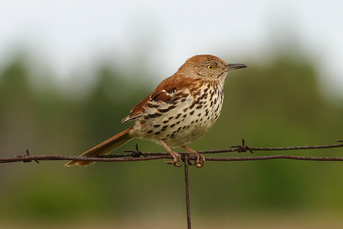 Brown Thrasher - ML645264536