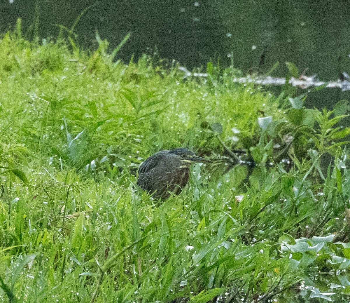 Striated Heron - ML645264553