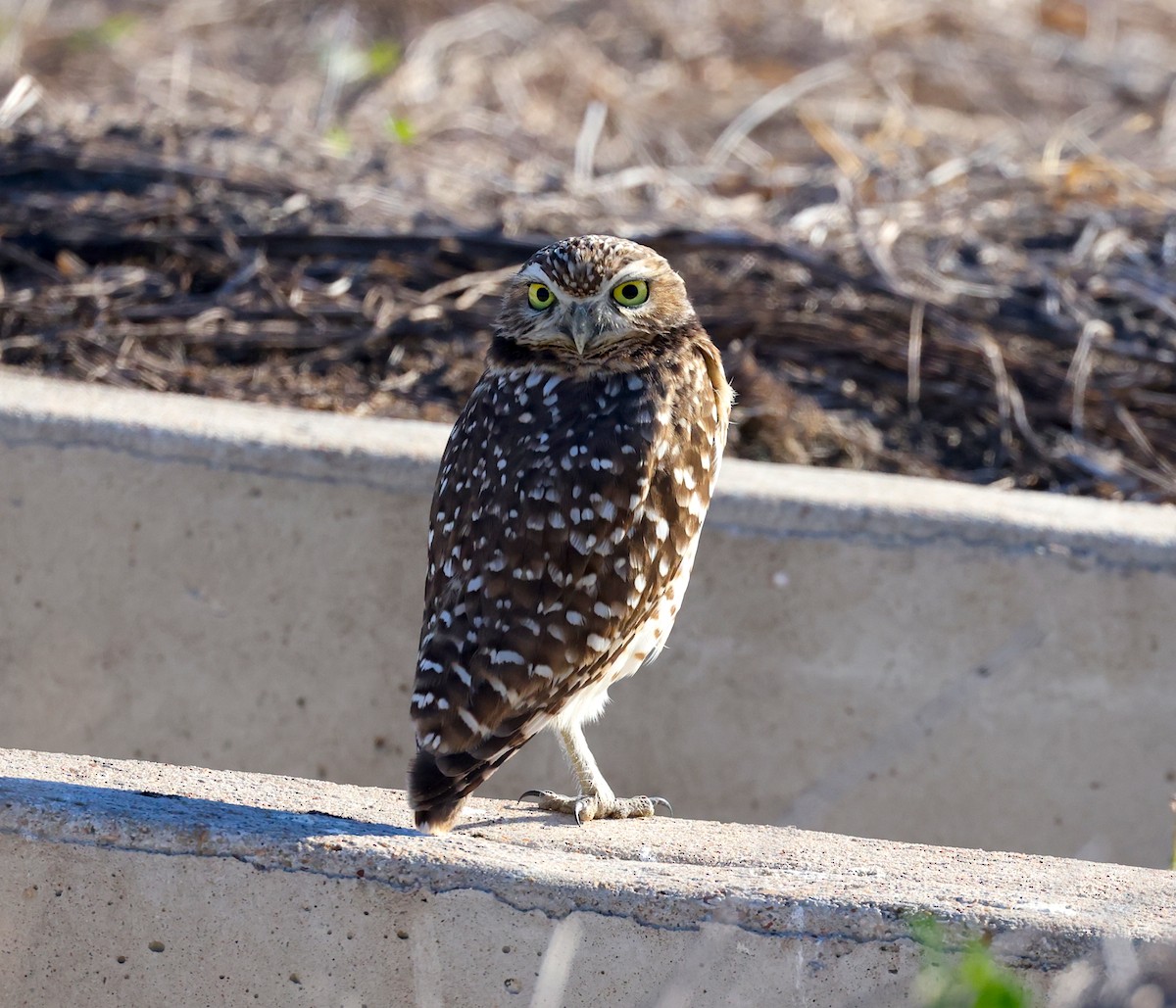 Burrowing Owl - ML645264562