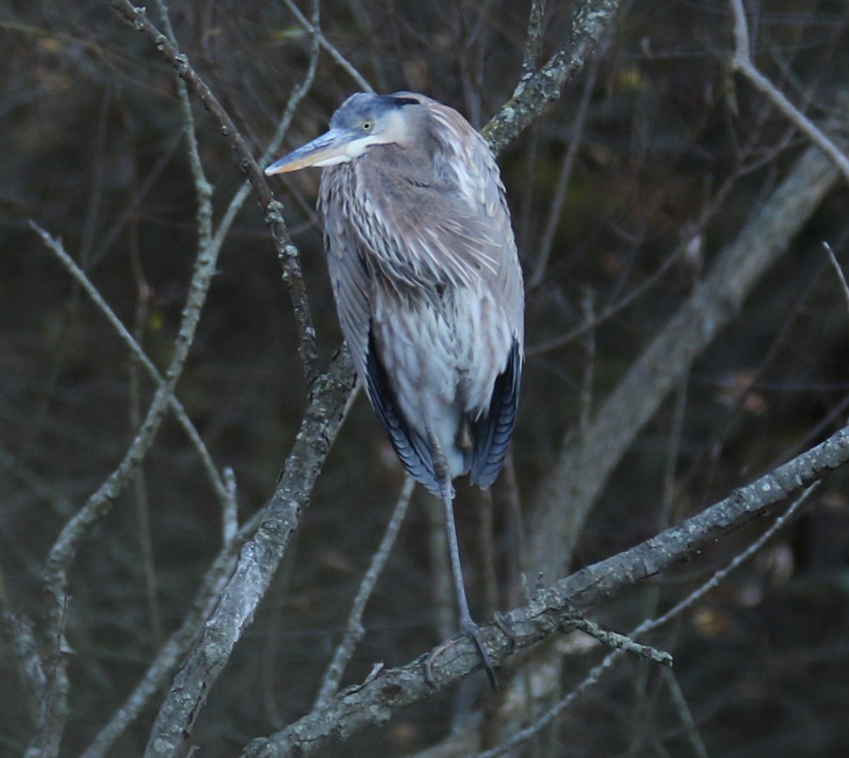 Great Blue Heron - ML645264597