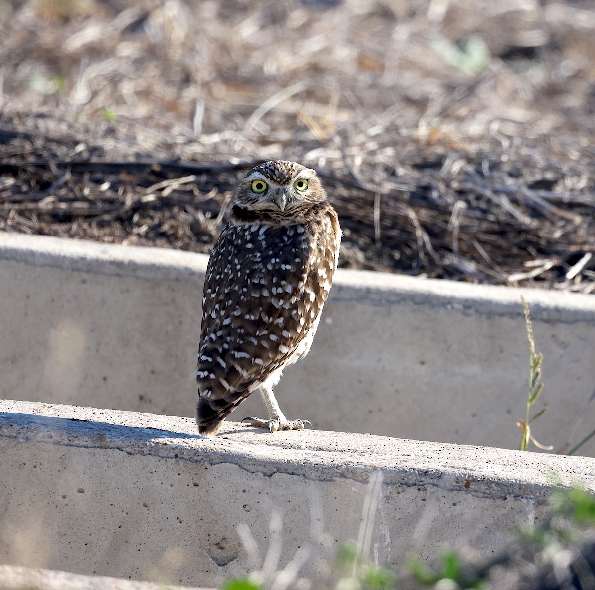 Burrowing Owl - ML645264599