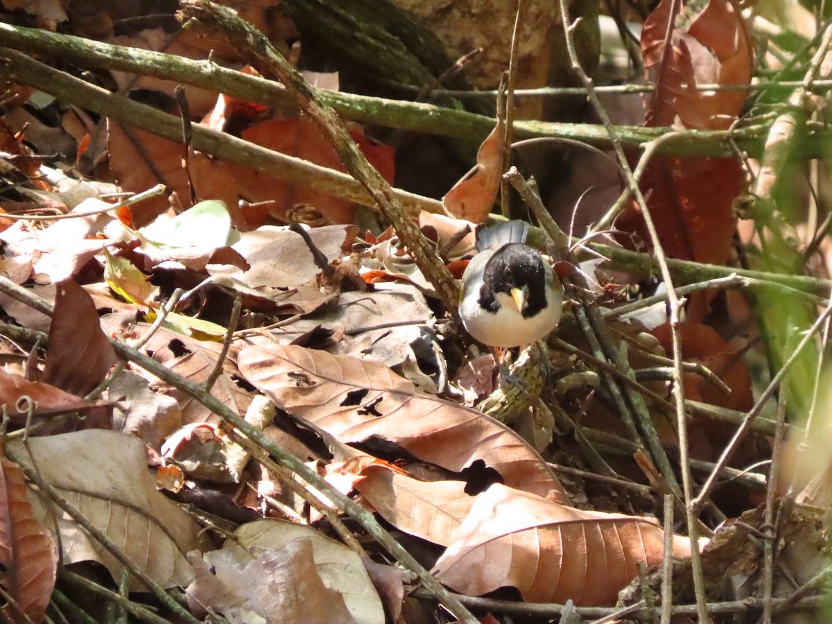 Golden-winged Sparrow - ML645264623