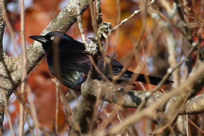 Common Grackle - ML645264633