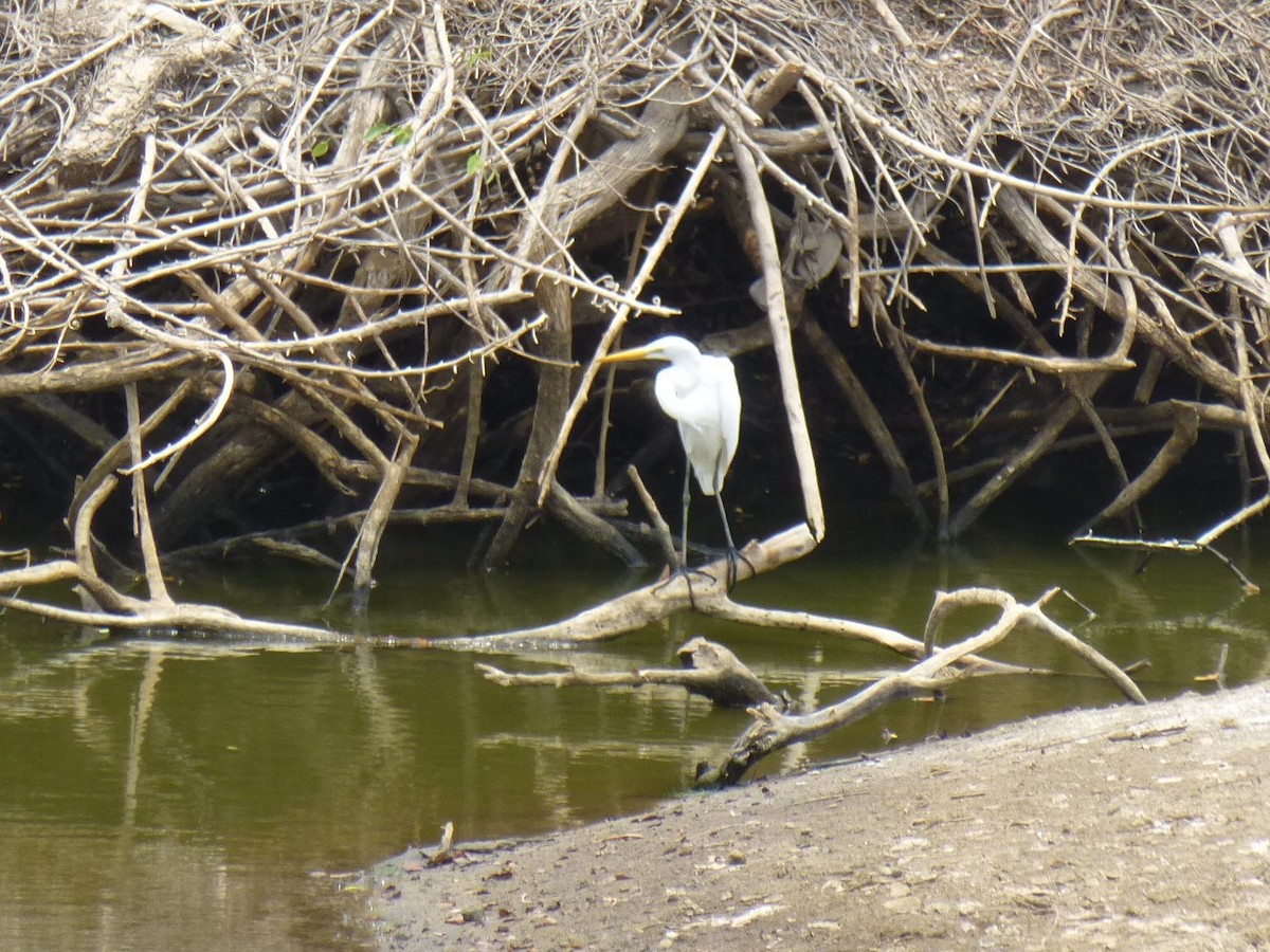 Чапля велика - ML645264637