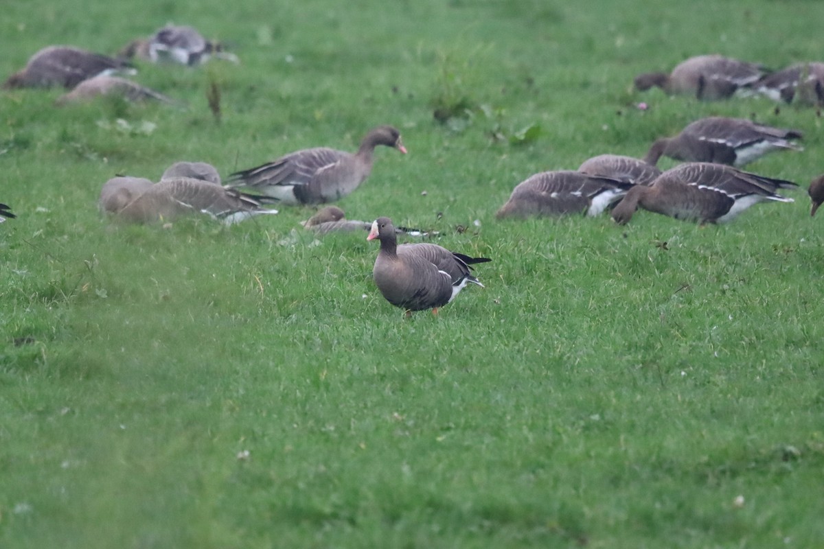 אווז קטן - ML645264638