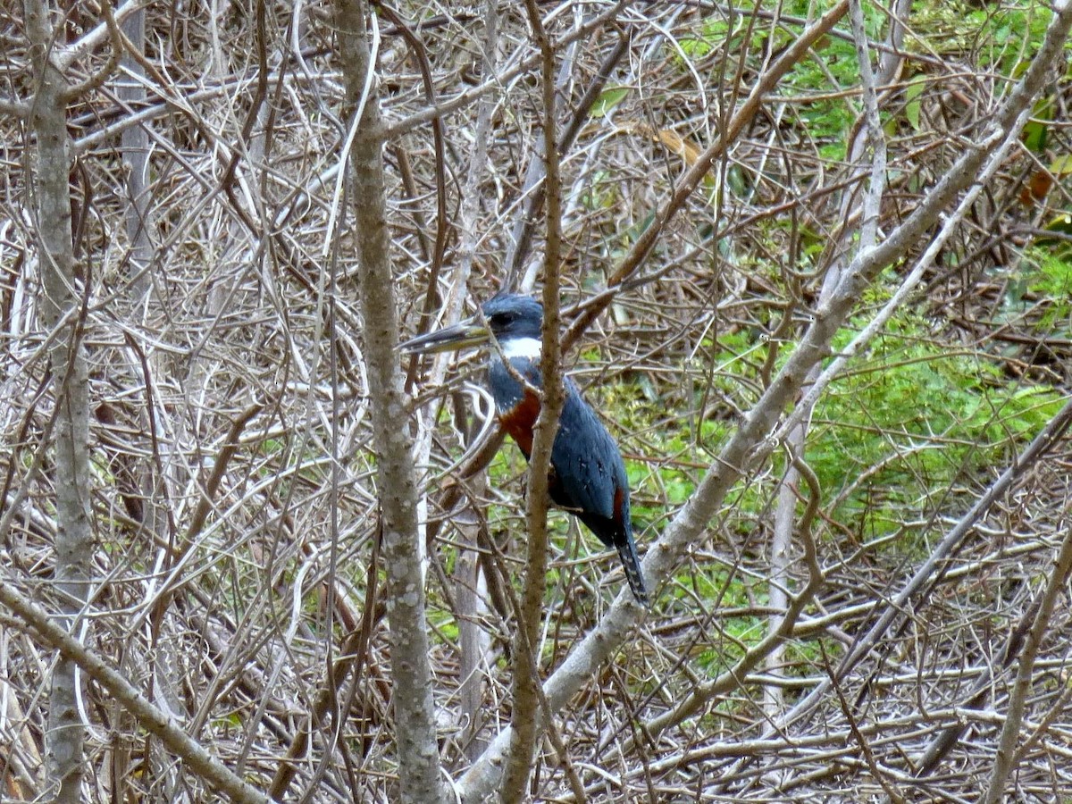 Рибалочка-чубань неотропічний - ML645264640