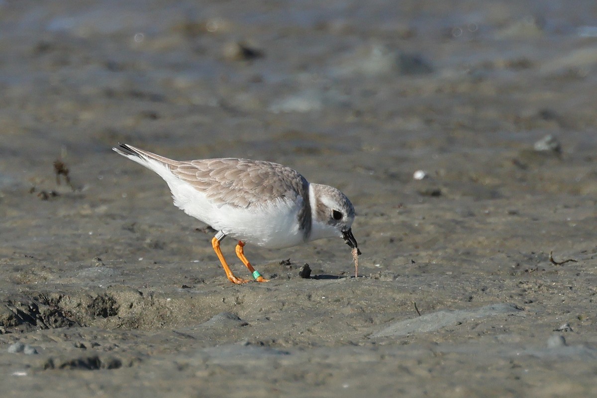 Piping Plover - ML645264654