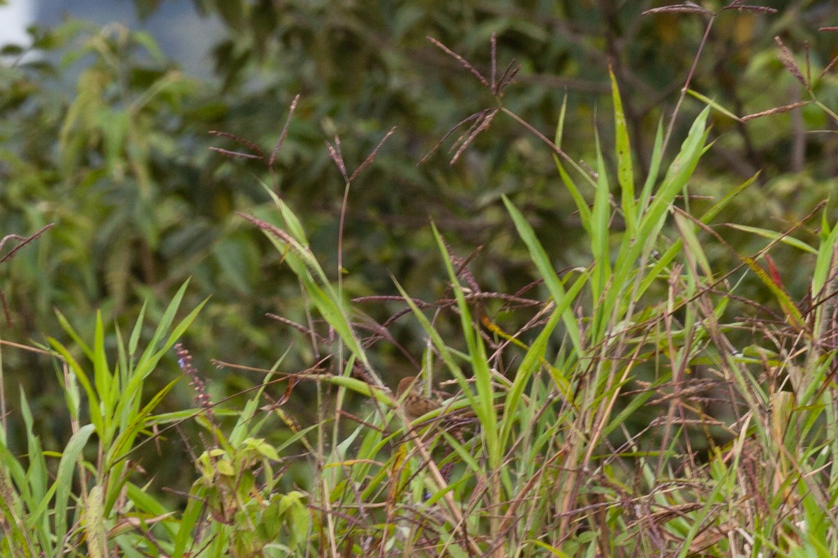 Yerbera Papú - ML645264668