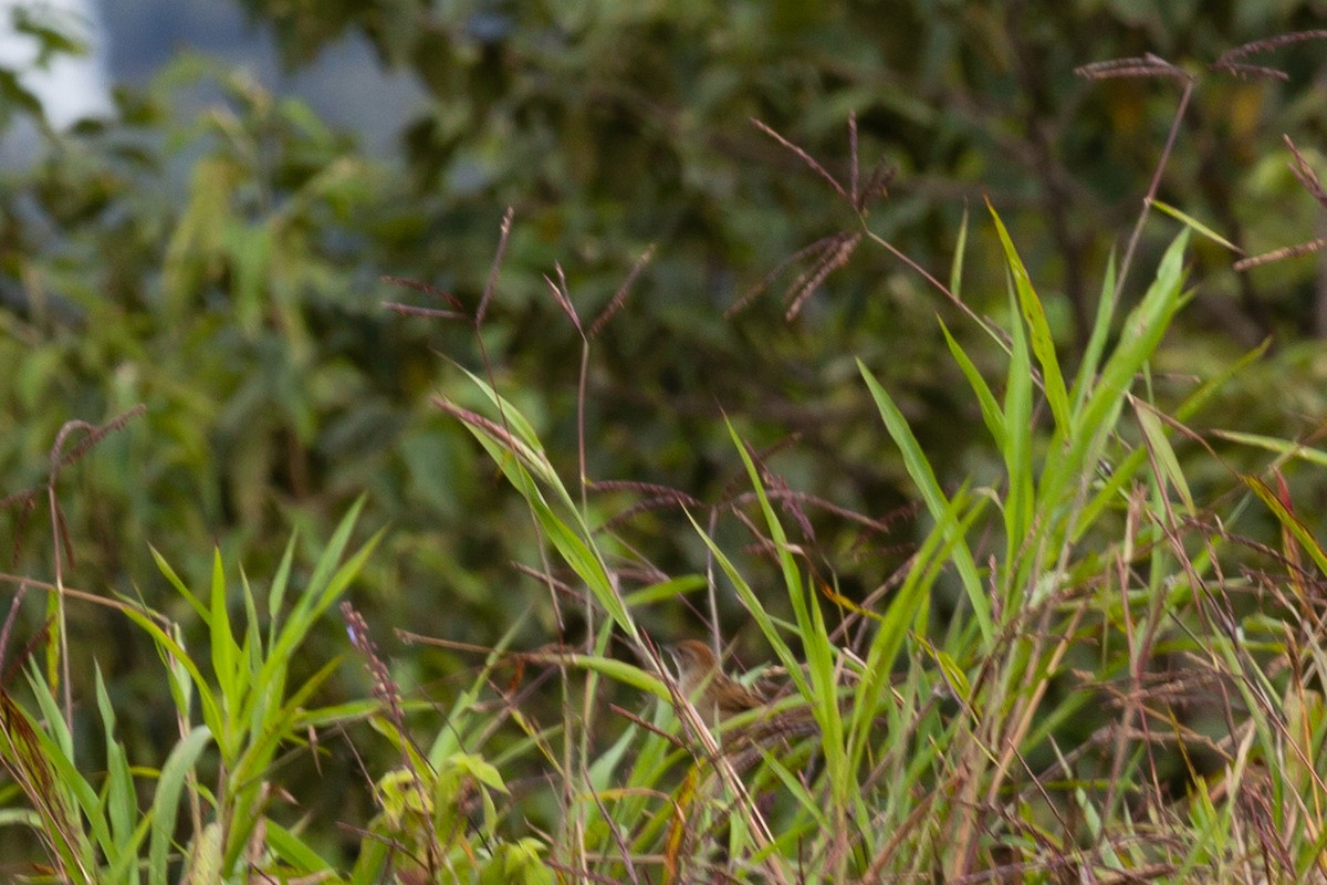 Yerbera Papú - ML645264669