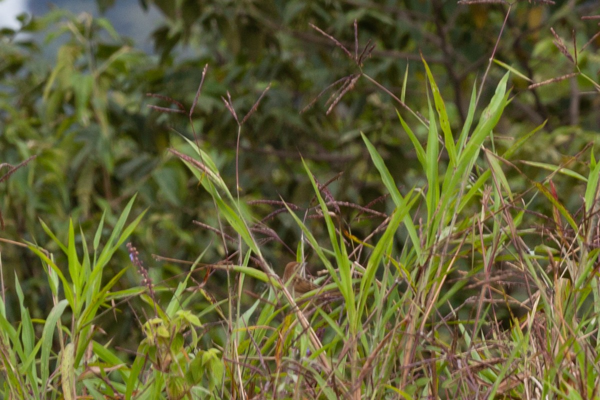 Yerbera Papú - ML645264670