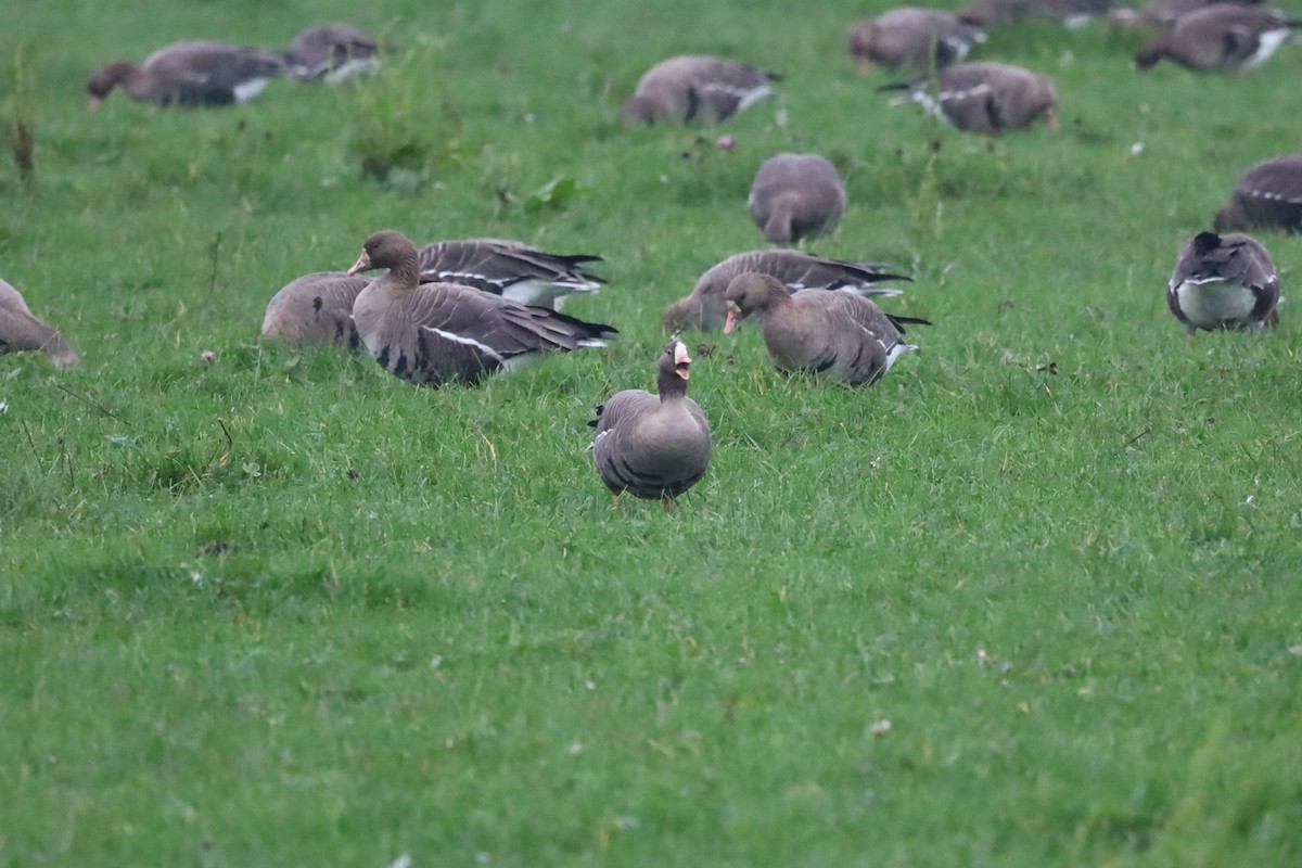אווז קטן - ML645264681