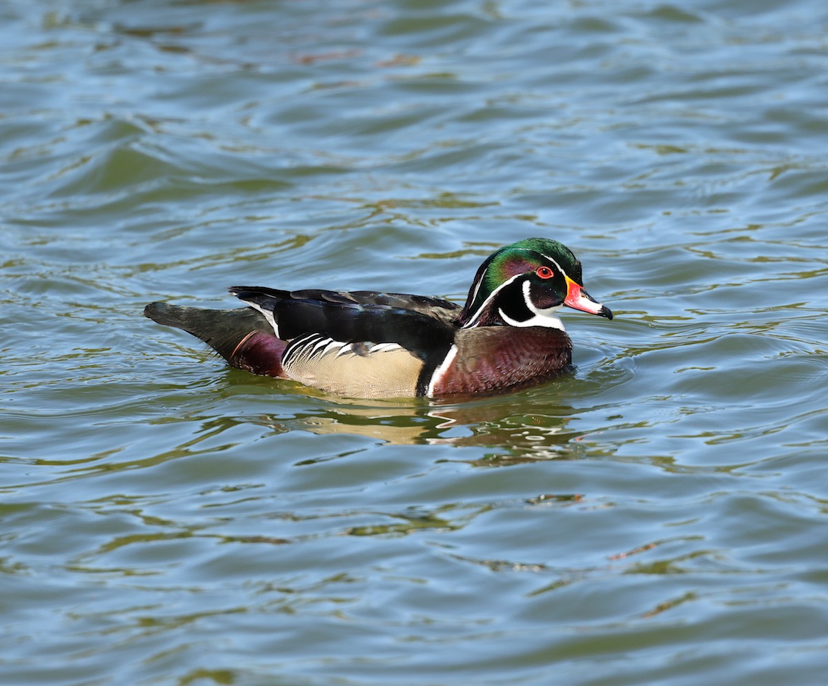 Wood Duck - ML645264693