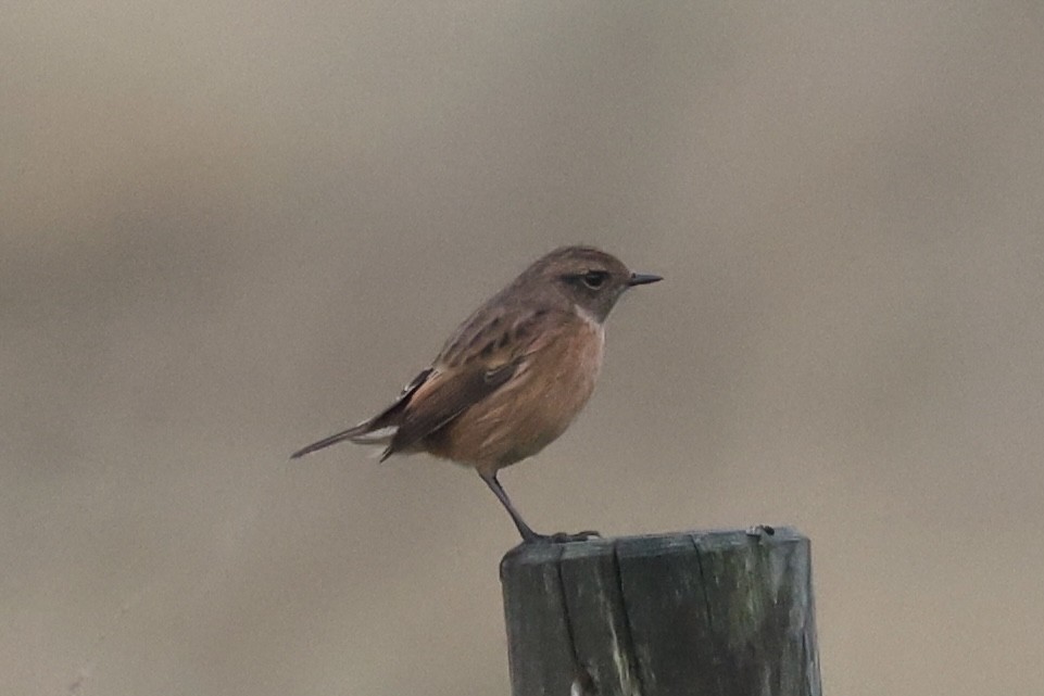 European Stonechat - ML645264696