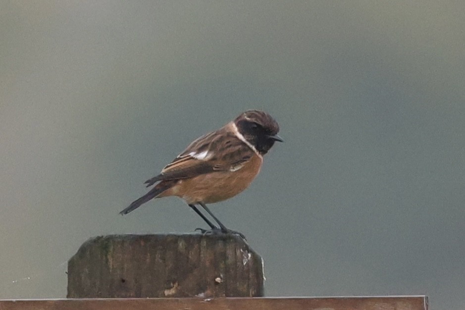 European Stonechat - ML645264697