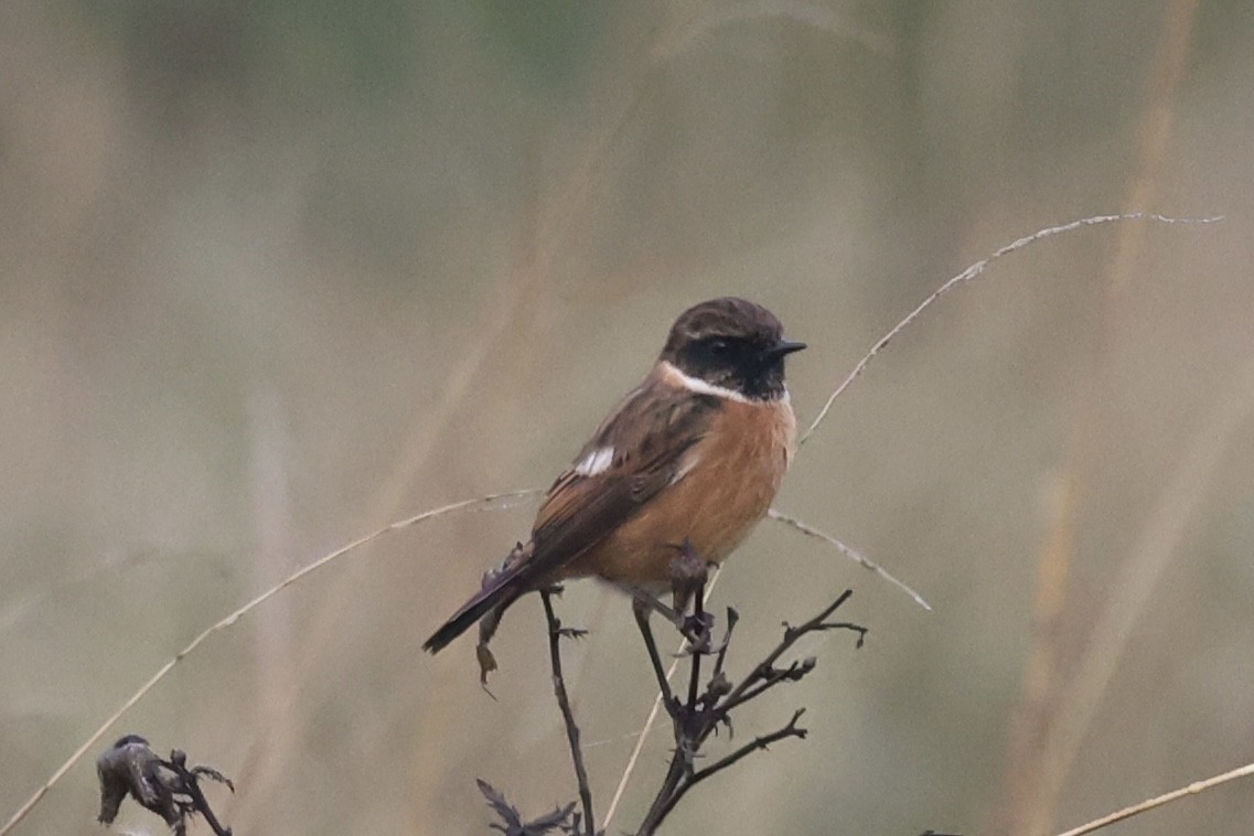 European Stonechat - ML645264698
