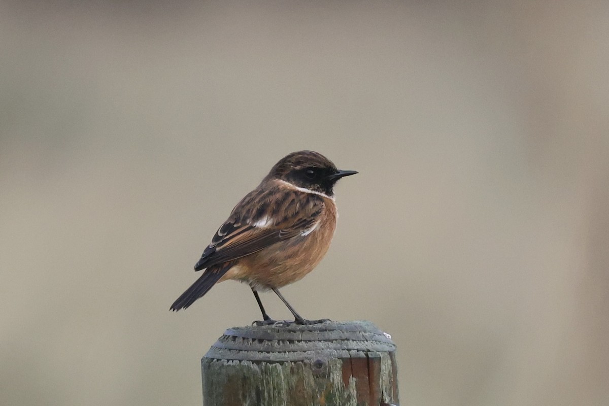 European Stonechat - ML645264699