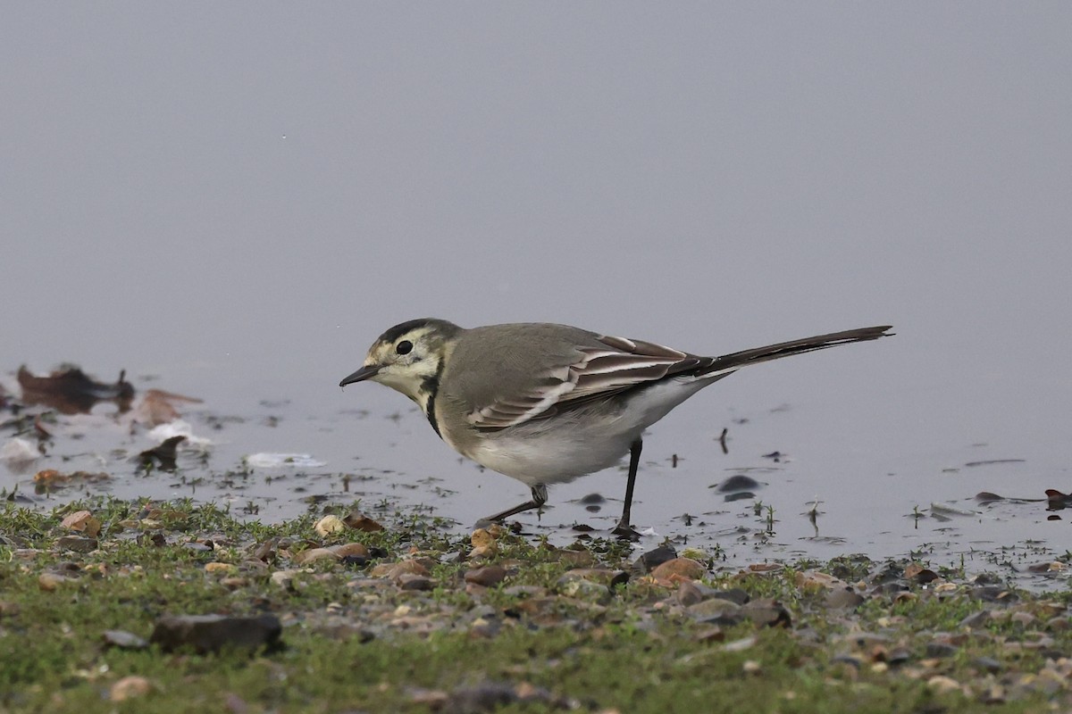 konipas bílý - ML645264708