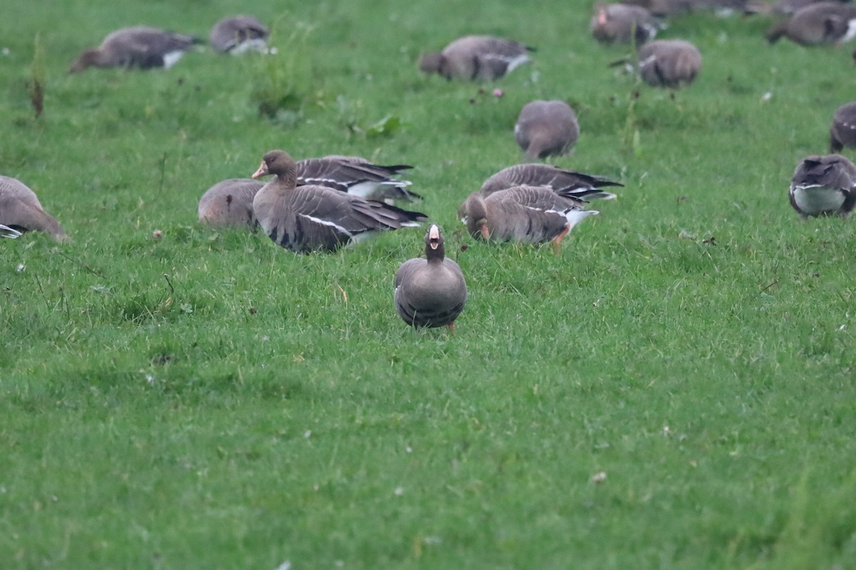 אווז קטן - ML645264710