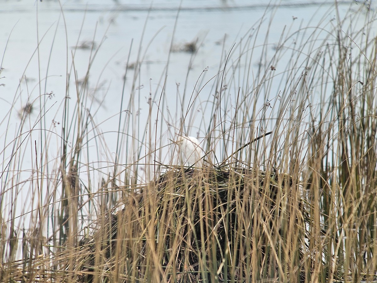 Western Cattle-Egret - ML645264727