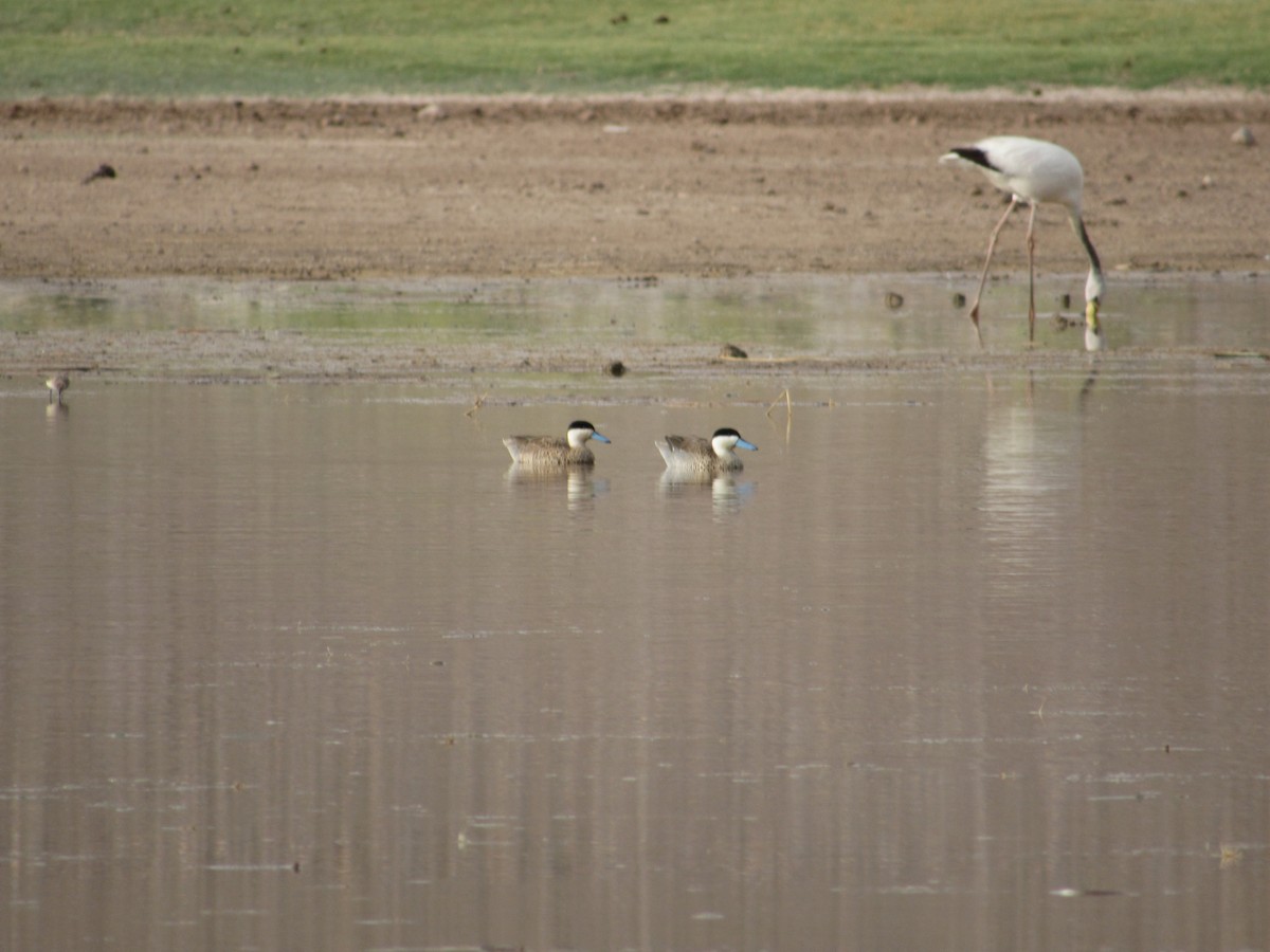 Puna Teal - ML645264744