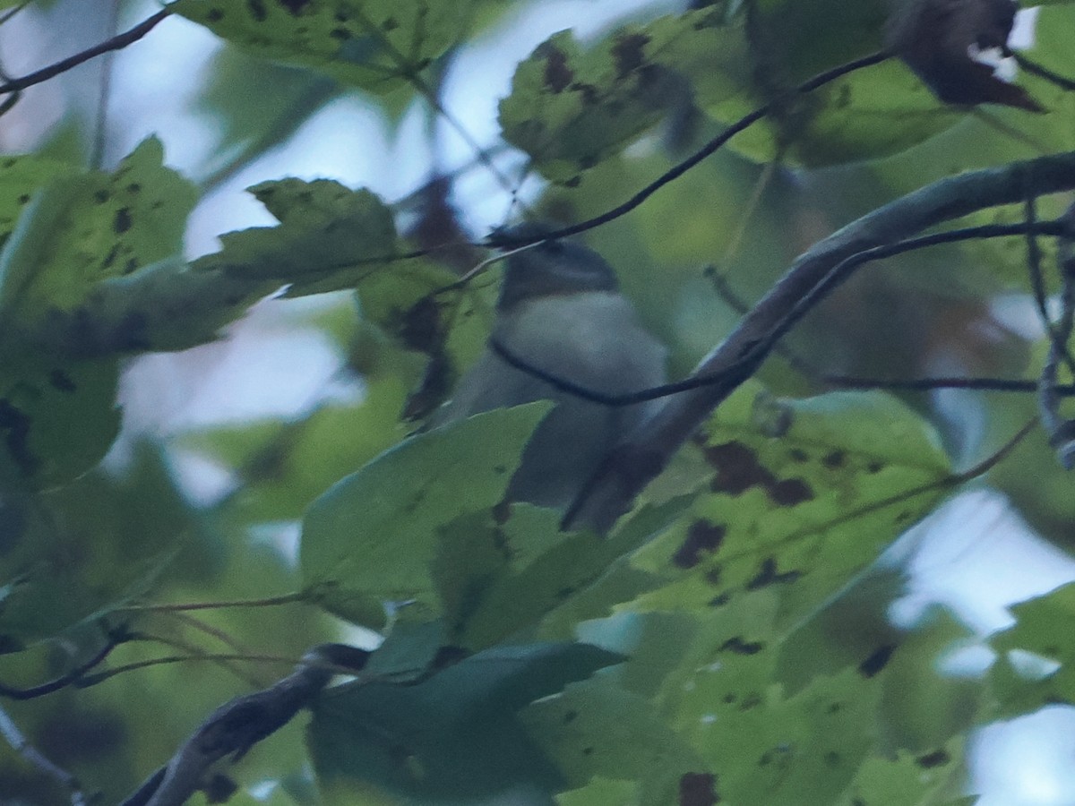 Black-throated Blue Warbler - ML645264755