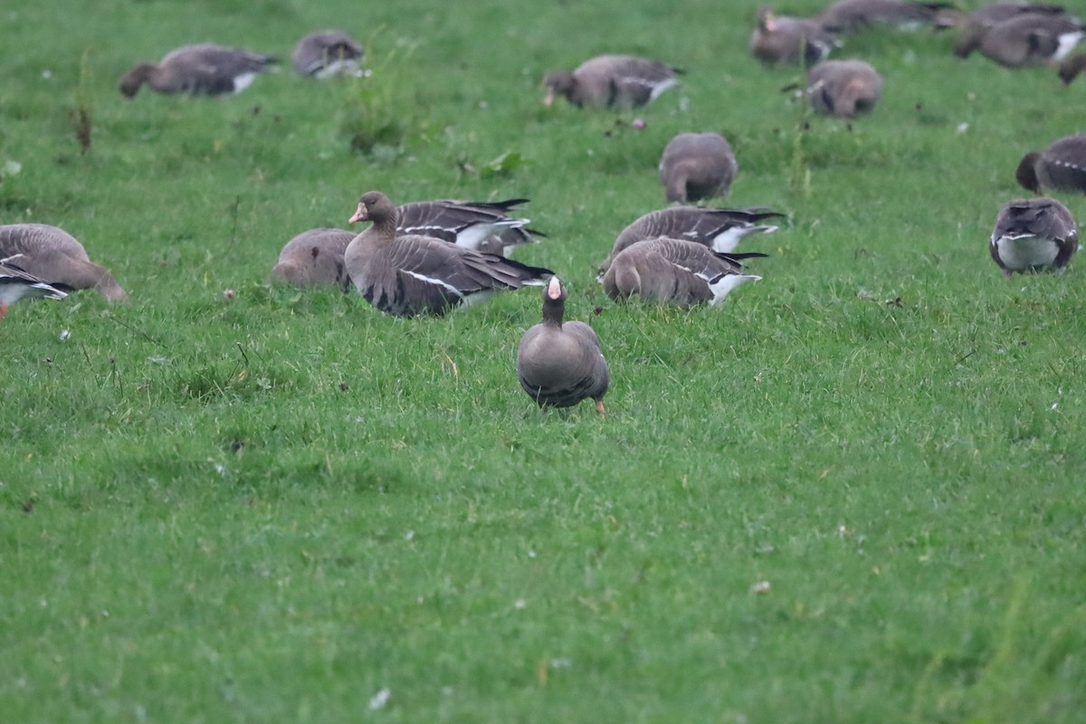 אווז קטן - ML645264780