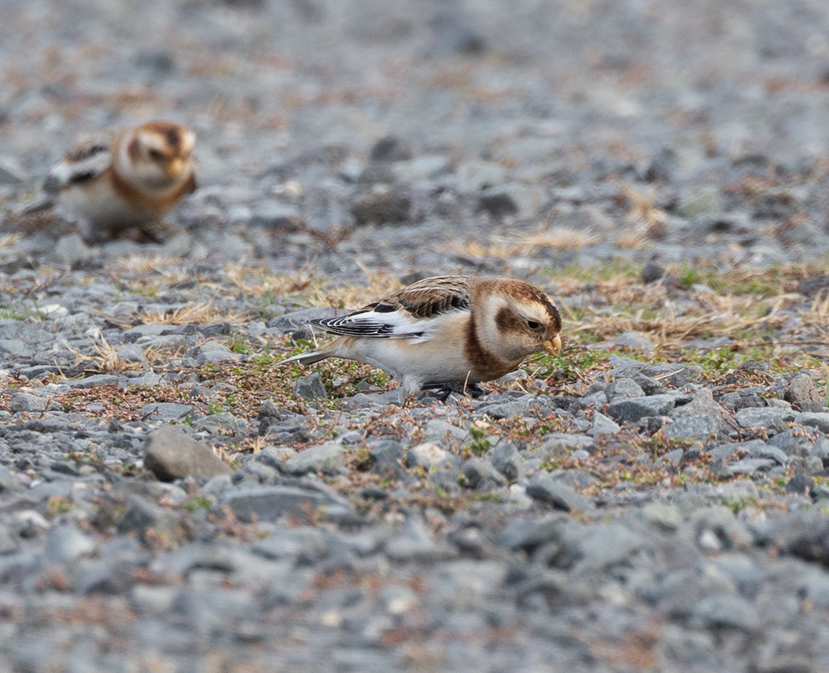 Snow Bunting - ML645264793