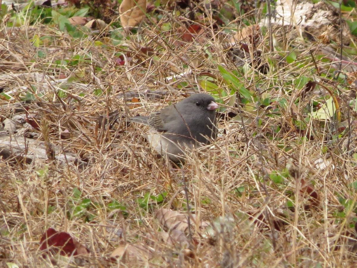 Dark-eyed Junco - ML645264806