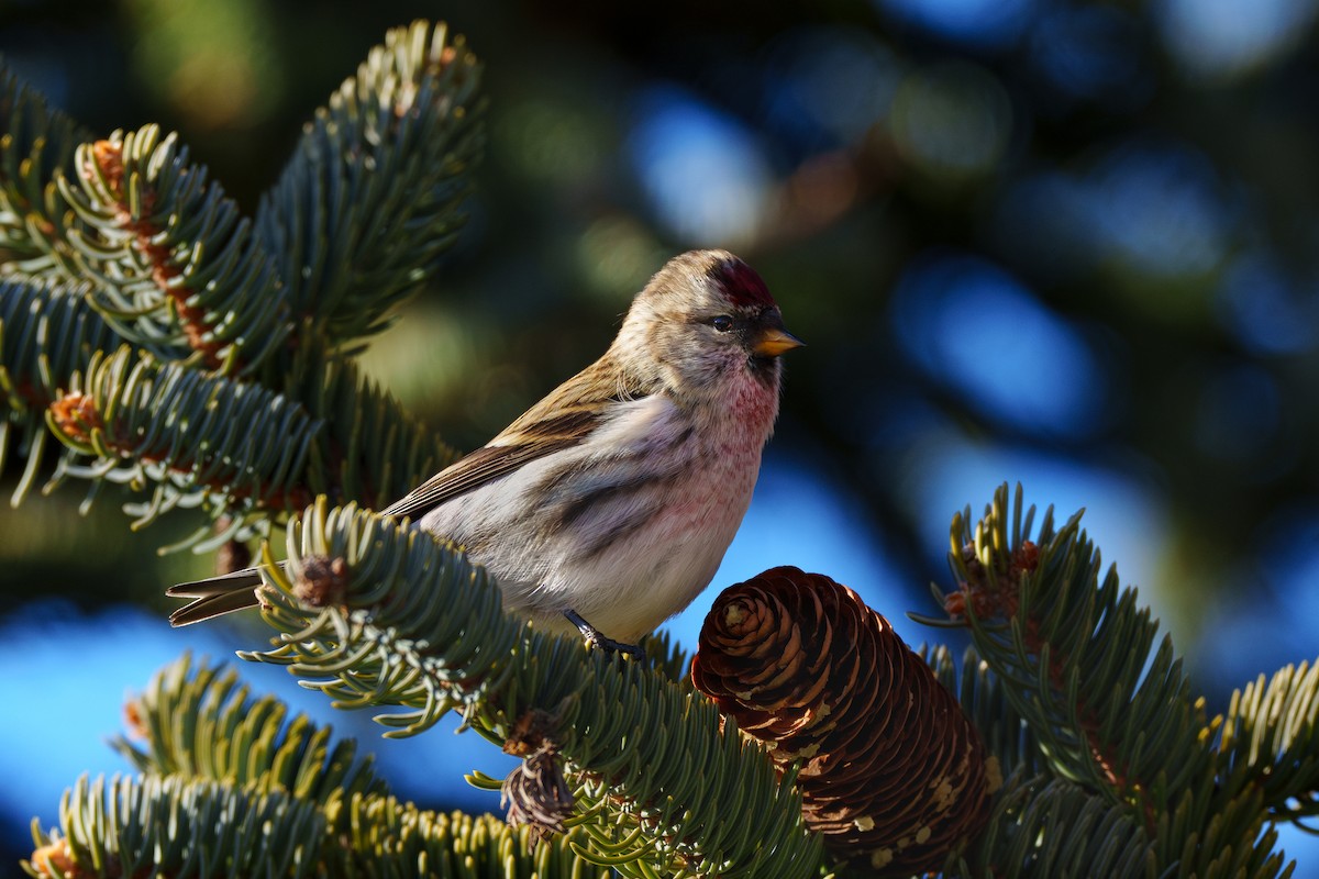 Redpoll (flammea) - ML645264808