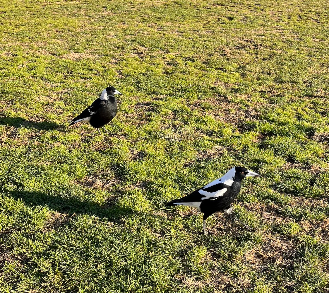 Avustralya Saksağanı - ML645264809