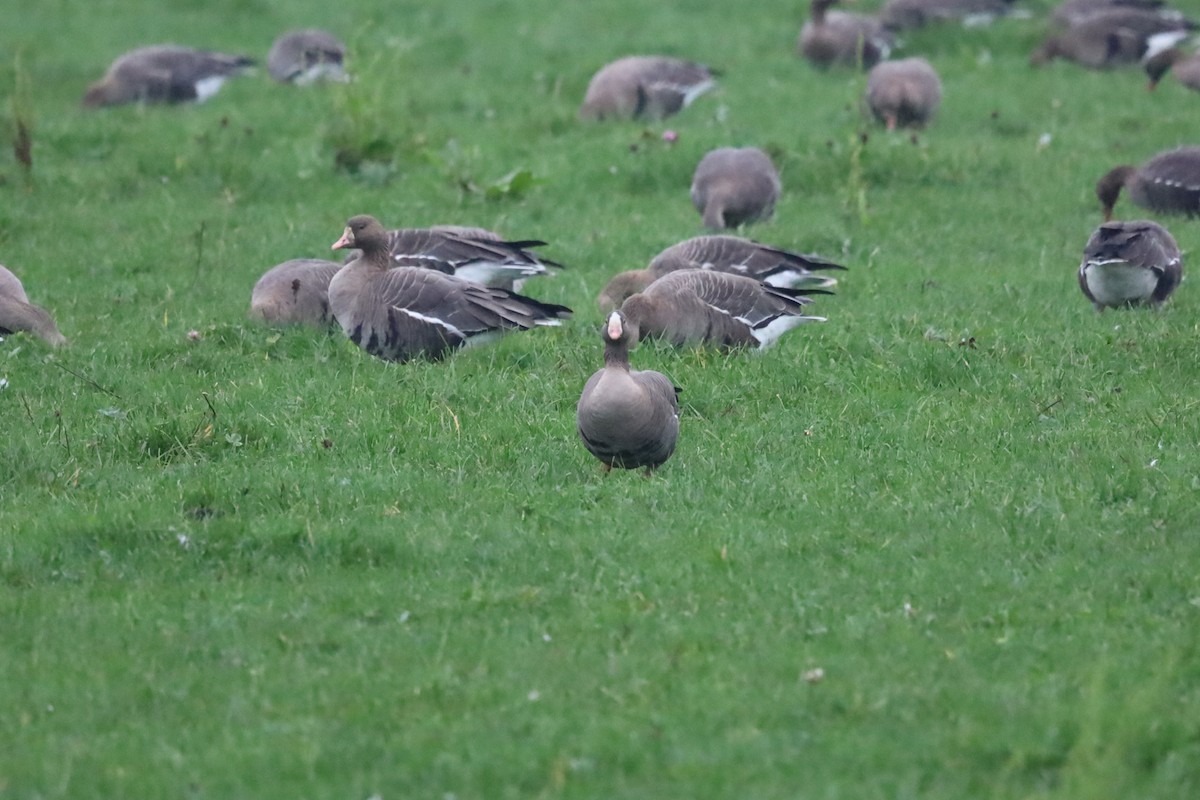 אווז קטן - ML645264810