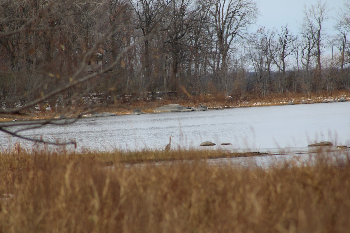 Great Blue Heron - ML645264811