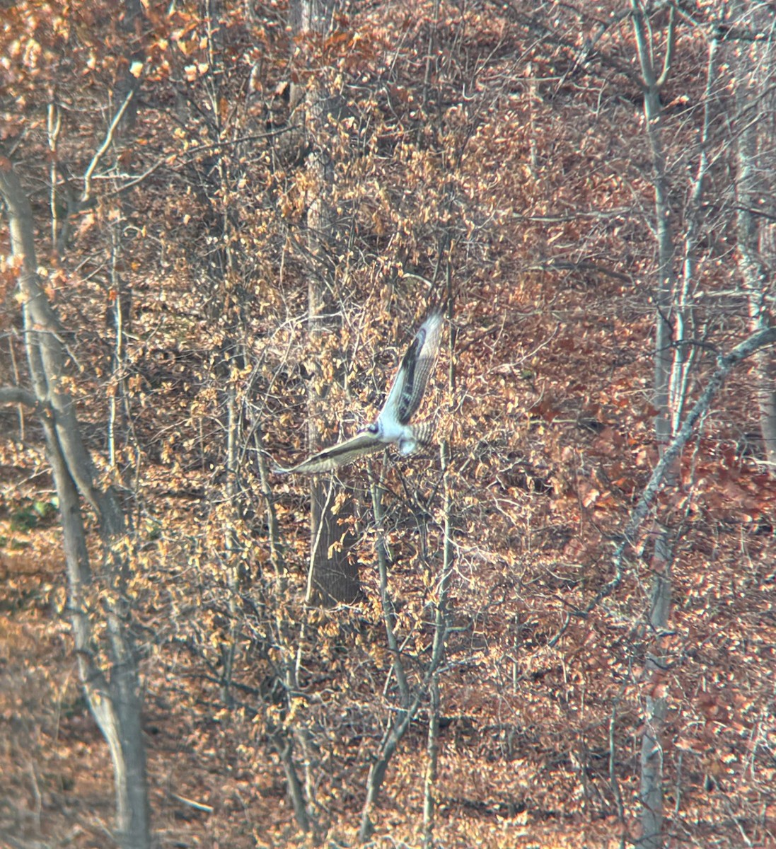 Balbuzard pêcheur - ML645264812