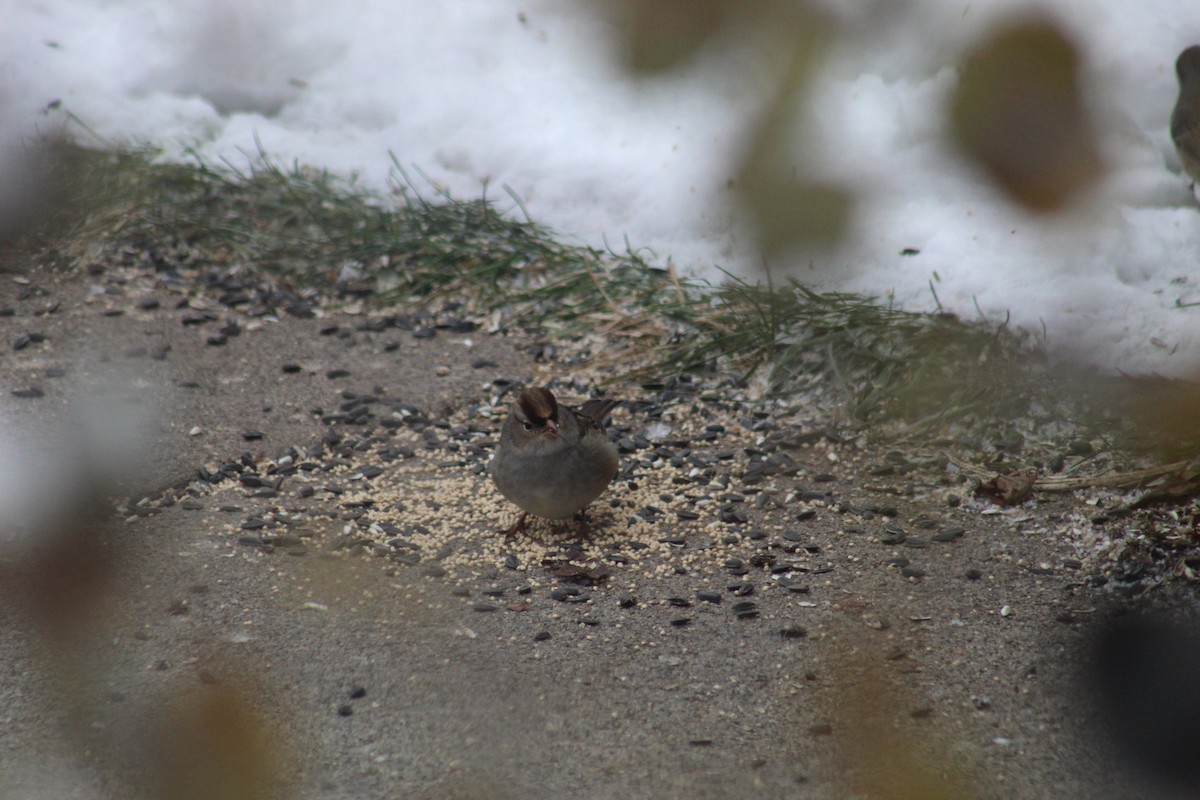 White-crowned Sparrow - ML645264813