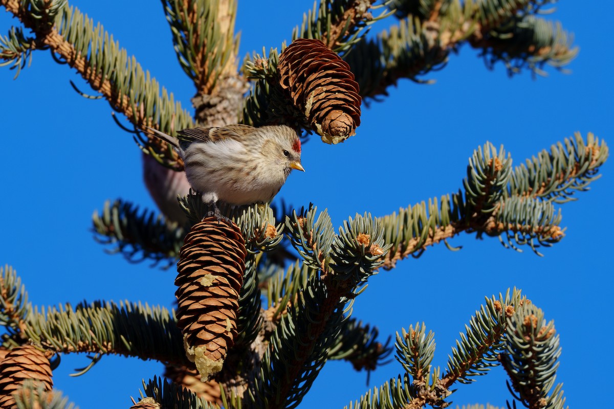 Redpoll (flammea) - ML645264814
