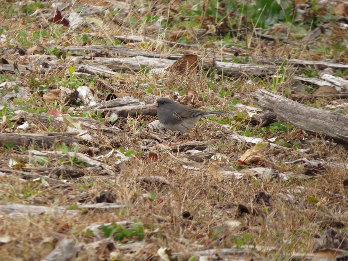 Dark-eyed Junco - ML645264821