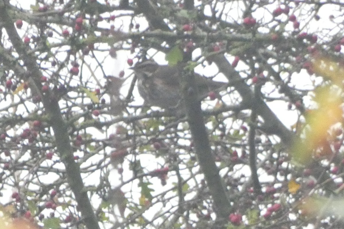 Kızıl Ardıç - ML645264825