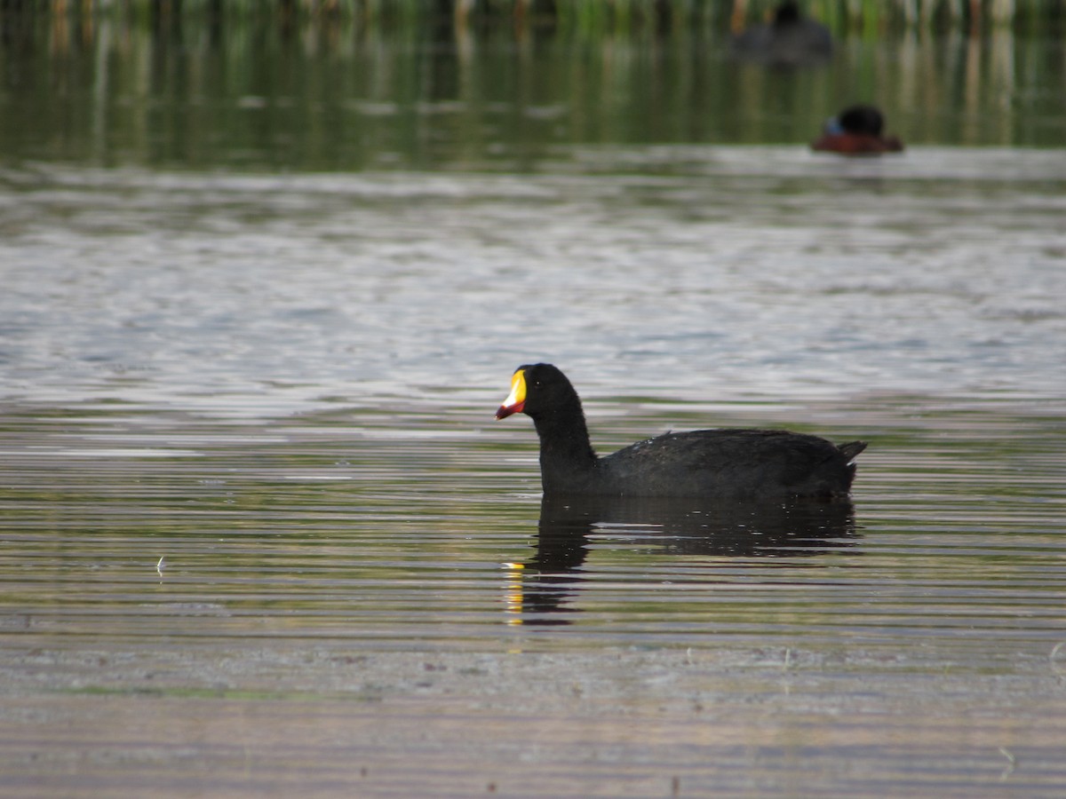 Koca Meke - ML645264826