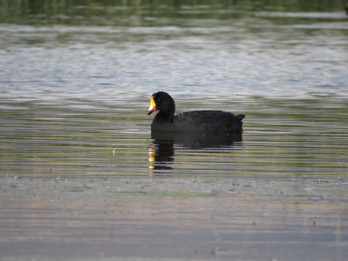 Koca Meke - ML645264827