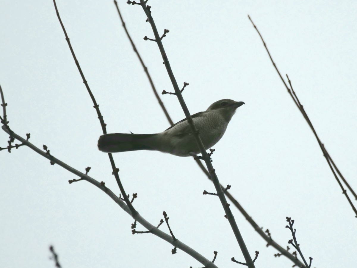 Boreal Örümcekkuşu - ML645264828