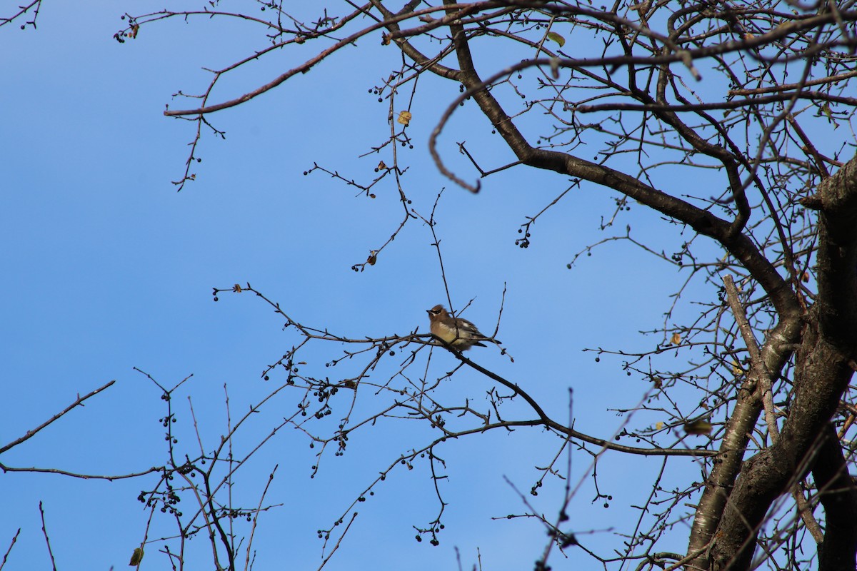 Sedir İpekkuyruğu - ML645264829