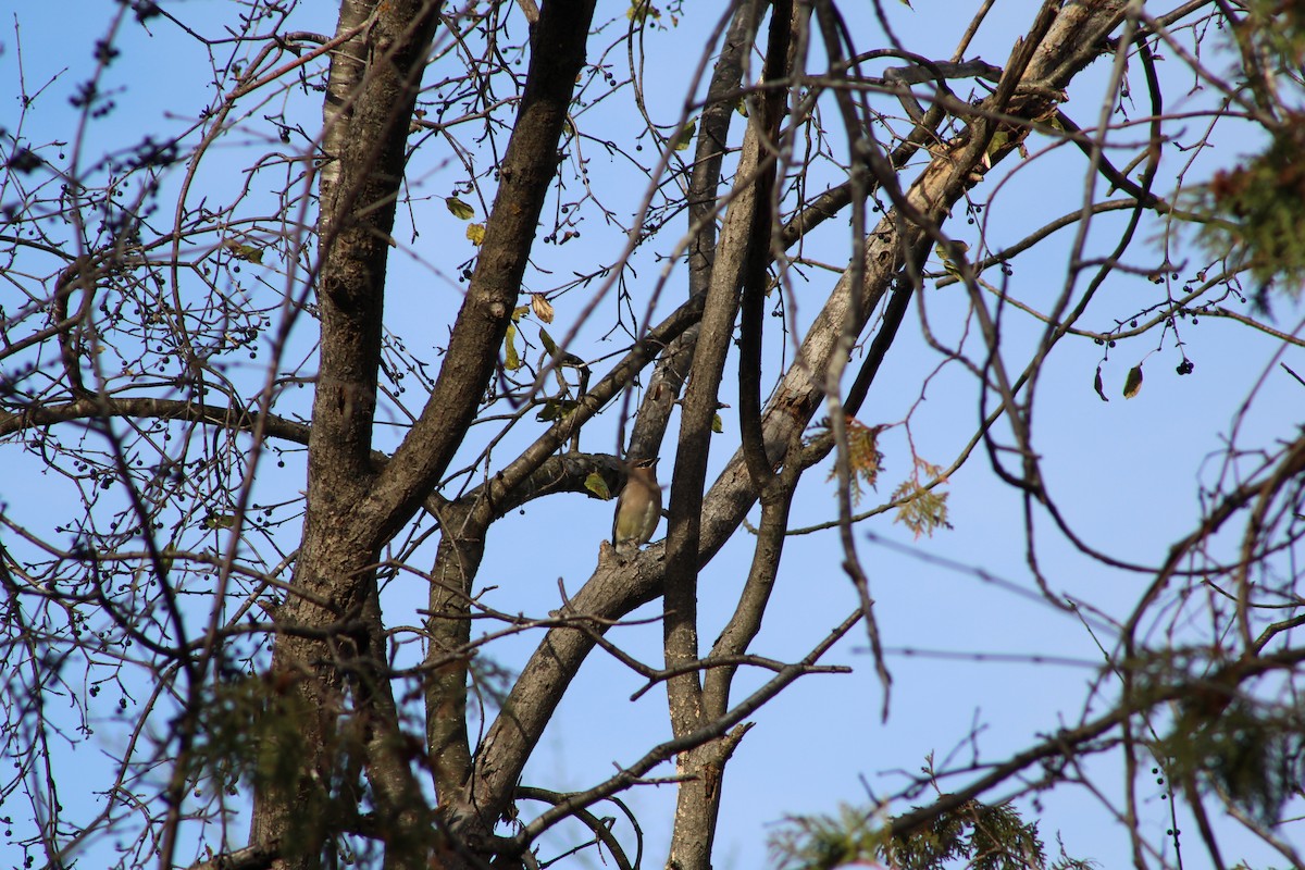 Sedir İpekkuyruğu - ML645264830