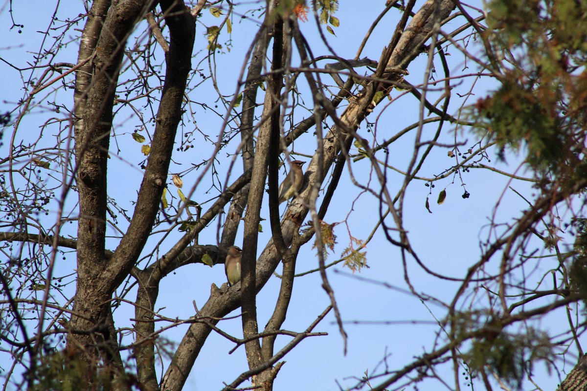 Sedir İpekkuyruğu - ML645264831