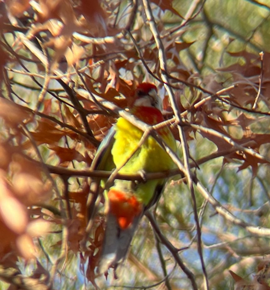 Doğulu Rozella - ML645264832