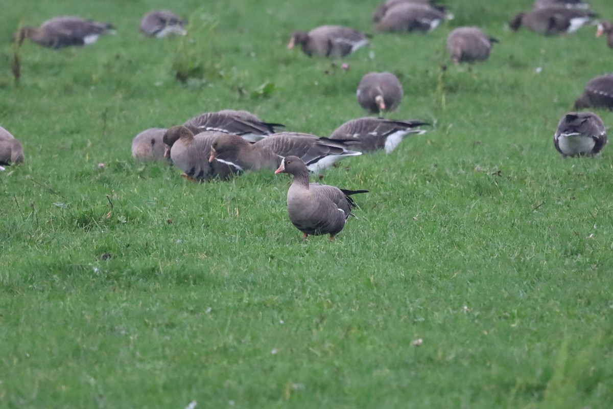 Küçük Sakarca - ML645264833